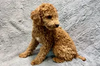 Maggie, a female Poodle - Toy  for sale in Buffalo, MO – 8 of 8