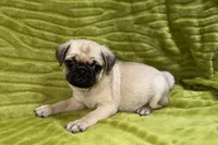 Jax, a female Pug for sale in Buffalo, MO – 5 of 7