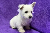 Lottie, a female West Highland White Terrier for sale in Buffalo, MO – 9 of 9