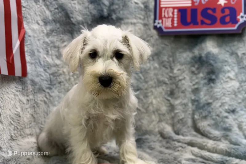 Otis- AKC – Miniature Schnauzer puppy for sale in Buffalo, MO