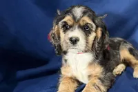 Heidi, a female Cocker Spaniel for sale in Buffalo, MO – 1 of 7
