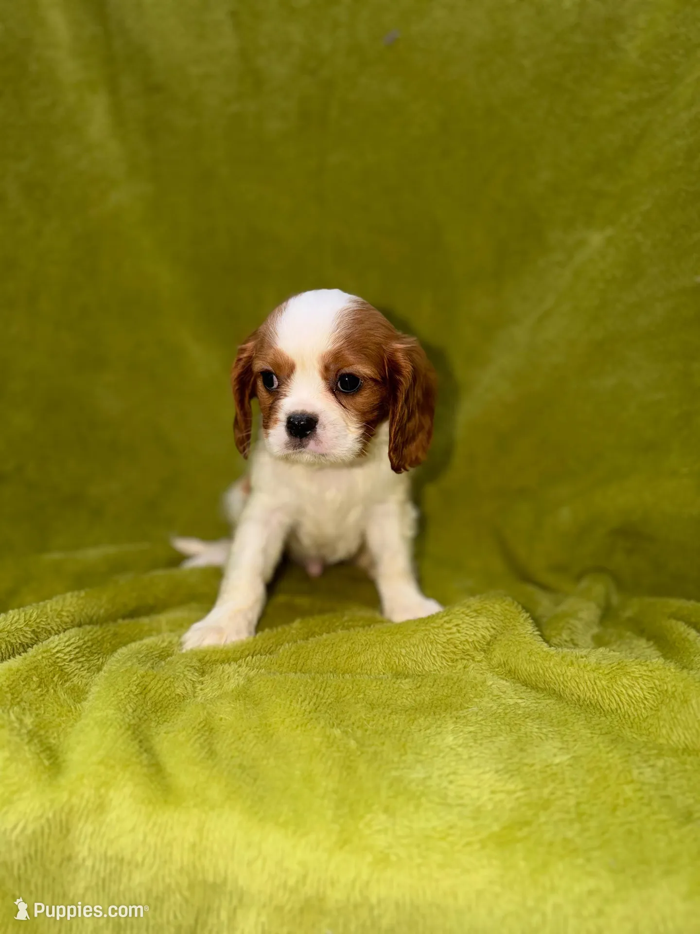 Austin, a male Cavalier King Charles Spaniel for sale in Buffalo, MO – Photo 1 of 6