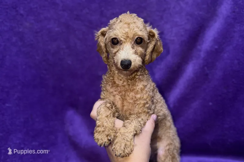 Maisy - ACA – Poodle - Toy  puppy for sale in Buffalo, MO