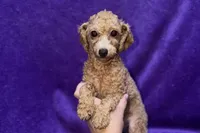 Maisy - ACA, a female Poodle - Toy  for sale in Buffalo, MO – 1 of 6