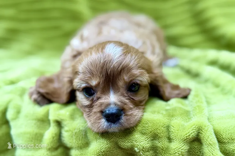 Rip – Cavalier King Charles Spaniel puppy for sale in Buffalo, MO
