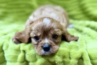 Rip, a male Cavalier King Charles Spaniel for sale in Buffalo, MO – 1 of 7