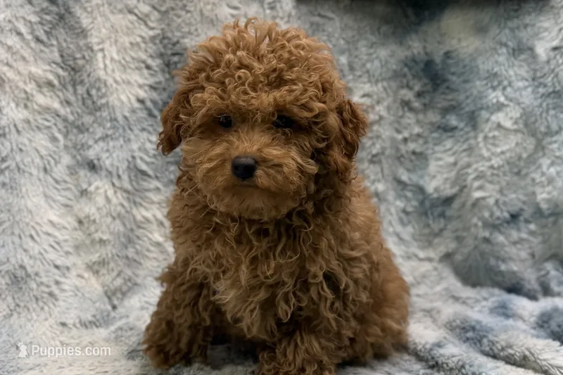 Bandit – Poodle - Toy  puppy for sale in Buffalo, MO