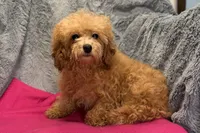 Maisy - ACA, a female Poodle - Toy  for sale in Buffalo, MO – 5 of 5