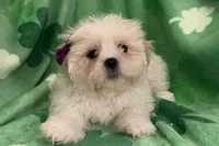 Roxy, a female Lhasa Apso for sale in Buffalo, MO – Photo 5 of 6