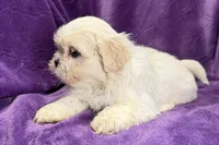 Roxy, a female Lhasa Apso for sale in Buffalo, MO – Photo 3 of 8
