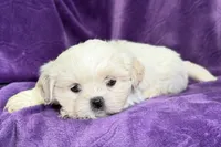 Roxy, a female Lhasa Apso for sale in Buffalo, MO – Photo 4 of 8