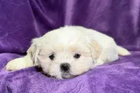 Roxy, a female Lhasa Apso for sale in Buffalo, MO – Photo 2 of 8