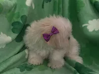 Roxy, a female Lhasa Apso for sale in Buffalo, MO – Photo 2 of 6