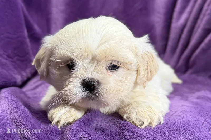Roxy, a female Lhasa Apso for sale in Buffalo, MO – Photo 1 of 8