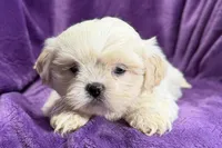 Roxy, a female Lhasa Apso for sale in Buffalo, MO – Photo 1 of 8