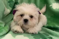 Roxy, a female Lhasa Apso for sale in Buffalo, MO – Photo 6 of 6