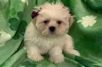 Roxy, a female Lhasa Apso for sale in Buffalo, MO – Photo 3 of 6