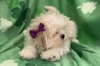 Roxy, a female Lhasa Apso for sale in Buffalo, MO – Photo 4 of 6