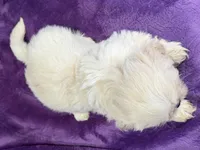 Roxy, a female Lhasa Apso for sale in Buffalo, MO – Photo 8 of 8