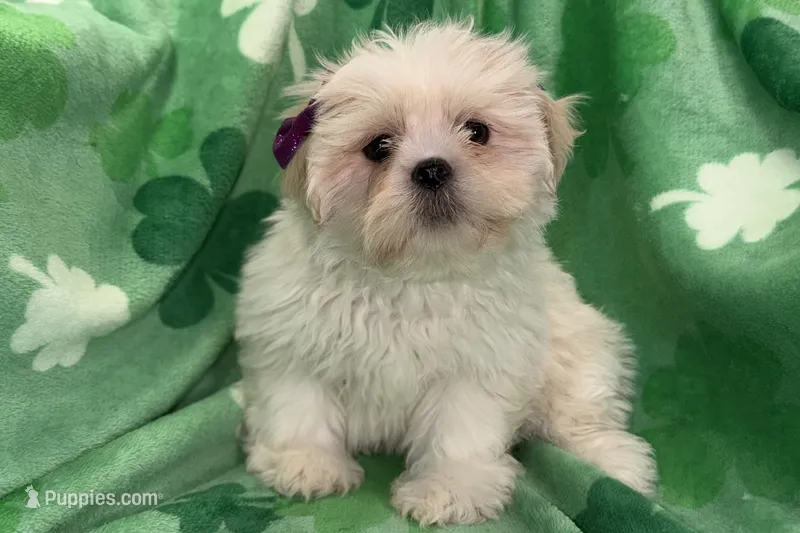 Roxy – Lhasa Apso puppy for sale in Buffalo, MO