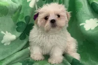 Roxy, a female Lhasa Apso for sale in Buffalo, MO – Photo 1 of 6