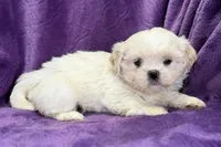 Roxy, a female Lhasa Apso for sale in Buffalo, MO – Photo 6 of 8