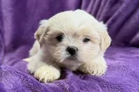 Roxy, a female Lhasa Apso for sale in Buffalo, MO – Photo 5 of 8