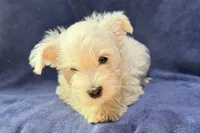 Waylon, a male West Highland White Terrier for sale in Buffalo, MO – 2 of 3