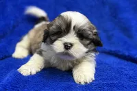 processed/0b0910b8-35b4-49c7-979a-420dd59cbc3e/listing/c809b297-450e-4f9a-b000-49df5c681ef6/30841e71-99df-4bf6-8d5a-ceb663d8df83