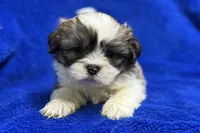 processed/0b0910b8-35b4-49c7-979a-420dd59cbc3e/listing/c809b297-450e-4f9a-b000-49df5c681ef6/e5b1a52d-d409-49b6-9054-85fab49f5658