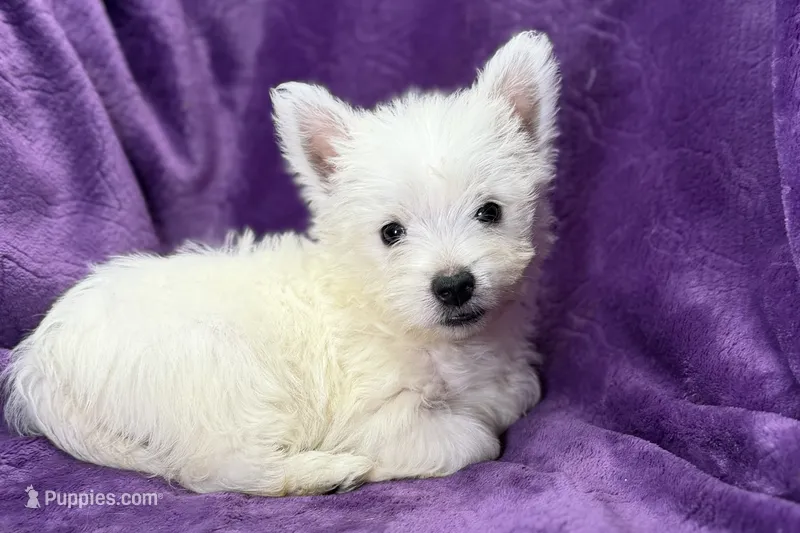 Winter – West Highland White Terrier puppy for sale in Buffalo, MO