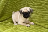 Jax, a female Pug for sale in Buffalo, MO – 3 of 7