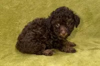 Oreo, a male Poodle - Toy  for sale in Buffalo, MO – 5 of 7