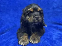 Batman, a male Cocker Spaniel for sale in Buffalo, MO – Photo 7 of 9