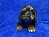 Batman, a male Cocker Spaniel for sale in Buffalo, MO – Photo 8 of 9