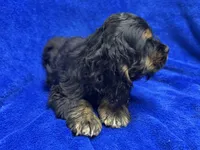 Batman, a male Cocker Spaniel for sale in Buffalo, MO – Photo 5 of 9