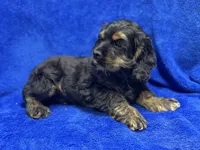 Batman, a male Cocker Spaniel for sale in Buffalo, MO – Photo 9 of 9