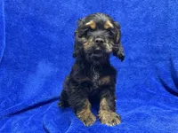 Batman, a male Cocker Spaniel for sale in Buffalo, MO – Photo 1 of 9