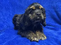 Batman, a male Cocker Spaniel for sale in Buffalo, MO – Photo 2 of 9