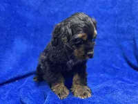 Batman, a male Cocker Spaniel for sale in Buffalo, MO – Photo 4 of 9