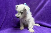 Paisley, a female West Highland White Terrier for sale in Buffalo, MO – 2 of 9