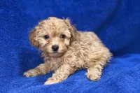 Lane, a male Poodle - Toy  for sale in Buffalo, MO – Photo 2 of 6