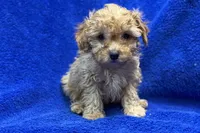 Lane, a male Poodle - Toy  for sale in Buffalo, MO – Photo 6 of 6