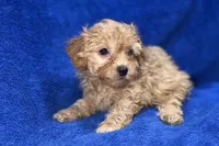 Lane, a male Poodle - Toy  for sale in Buffalo, MO – Photo 3 of 6