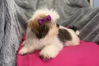 Lolly, a female Lhasa Apso for sale in Buffalo, MO – 3 of 8