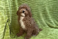 Lee, a male Poodle - Toy  for sale in Buffalo, MO – 2 of 9