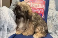 Romeo, a male Lhasa Apso for sale in Buffalo, MO – 3 of 6