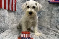 Otis- AKC, a male Miniature Schnauzer for sale in Buffalo, MO – 5 of 5