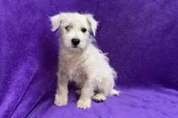 Peaches, a female West Highland White Terrier for sale in Buffalo, MO – 6 of 7