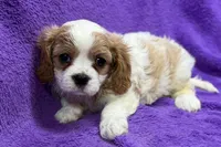 Rachel, a female Cavalier King Charles Spaniel for sale in Buffalo, MO – 5 of 6